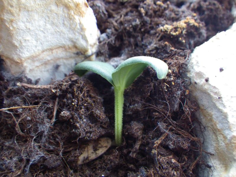 2014-02-16-1205_-_Gode_1_Planter_Roed-peber_Spirer