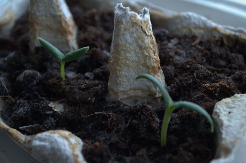 2014-02-19-1155_-_Planter_Roed-peber