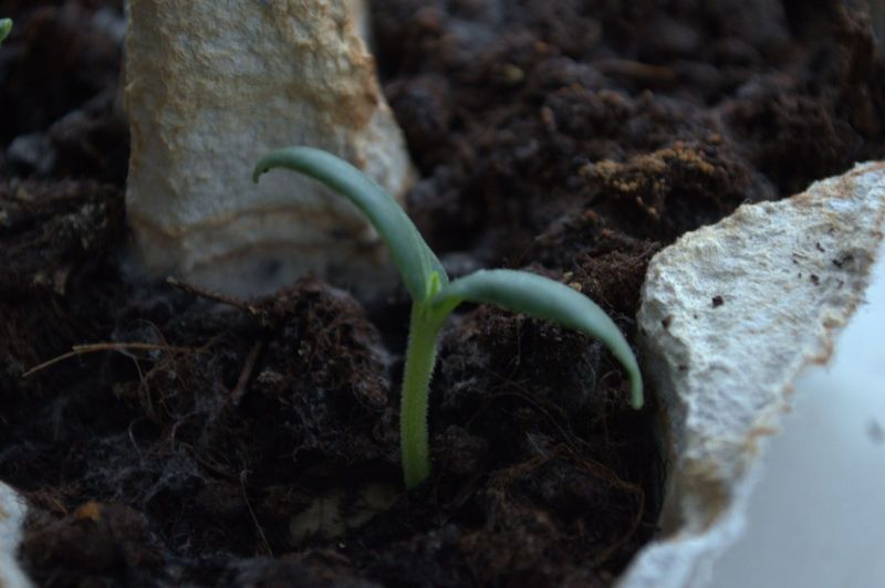 2014-02-19-1155_-_Planter_Roed-peber_2