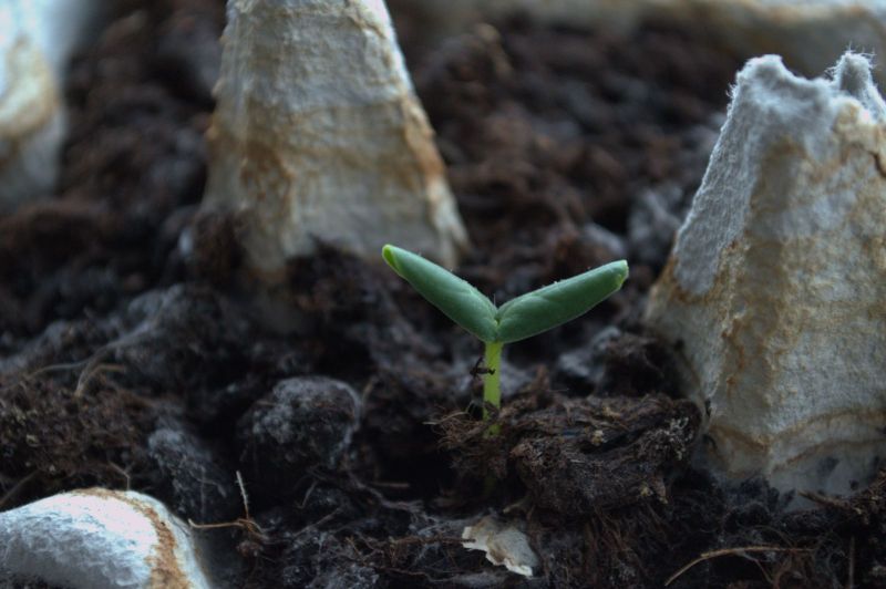 2014-02-19-1156_-_Planter_Roed-peber