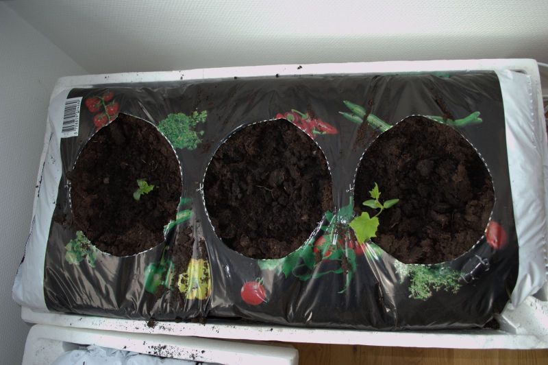 2014-03-16-1141_-_Agurkeplante_Spirer