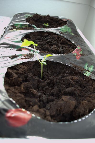 2014-03-16-1141_-_Agurkeplante_Spirer_2
