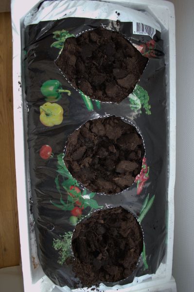 2014-03-16-1141_-_Agurkeplante_Spirer_3