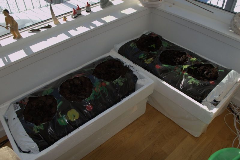 2014-03-18-1420_-_Agurkeplante_Spirer