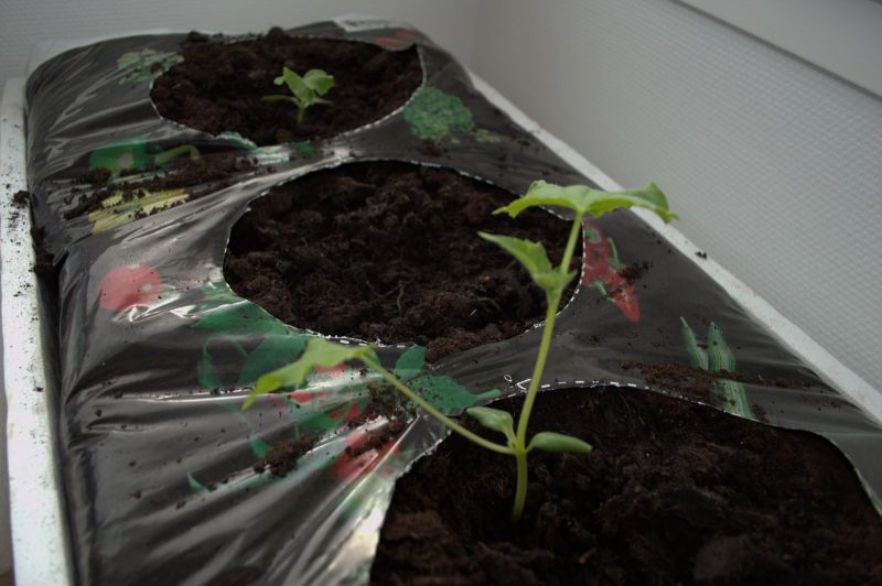 2014-03-21-1422_-_Agurkeplante_Spirer