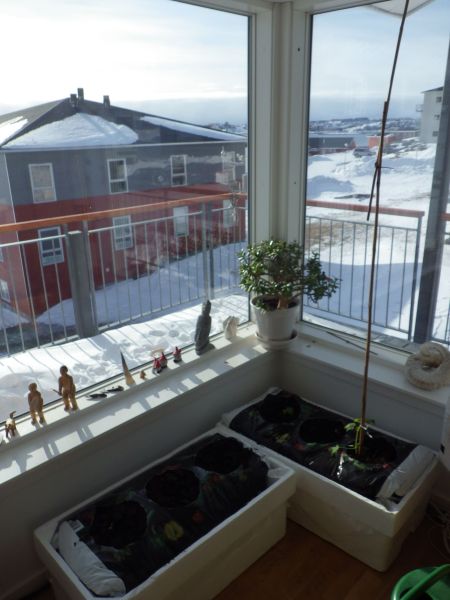 2014-03-23-1510_-_Agurkeplante_Planter_Spirer