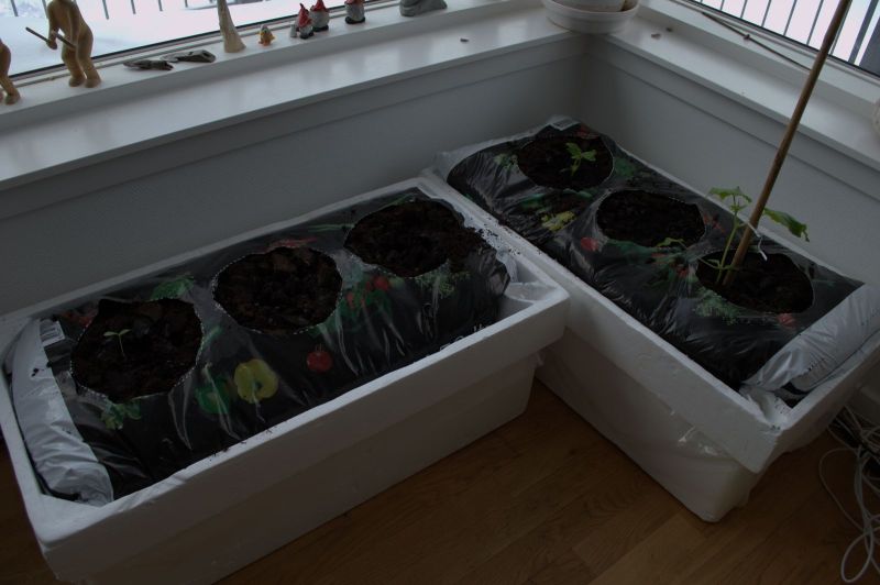 2014-03-25-0941_-_Agurkeplante_Planter_Roed-peber
