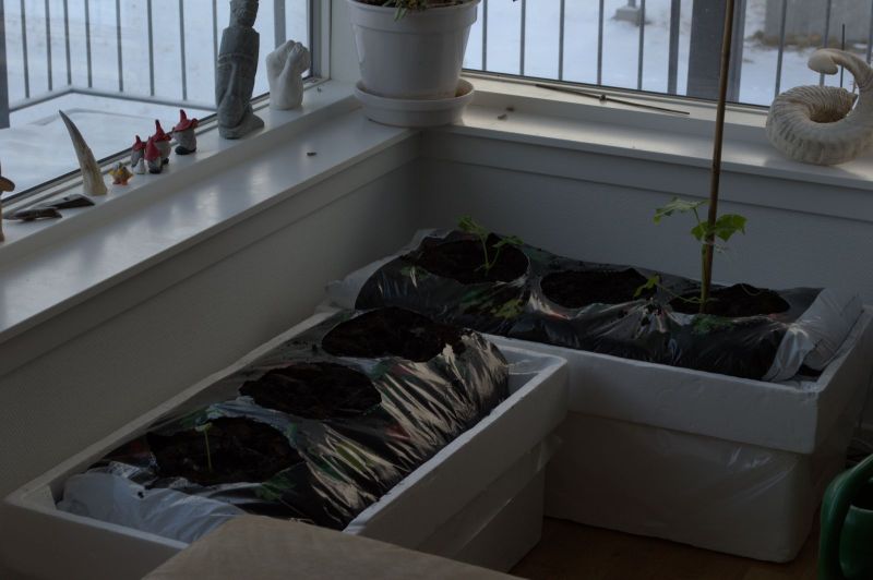 2014-03-27-0824_-_Agurkeplante_Planter_Roed-peber