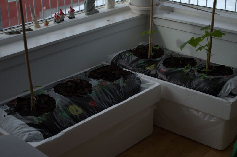 2014-04-01-1101_-_Agurkeplante_Gode_1_Planter