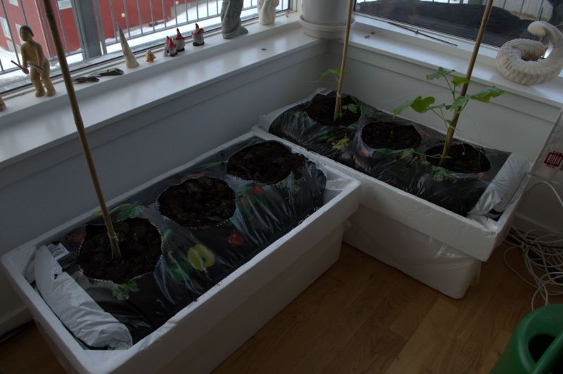 2014-04-02-0944_-_Agurkeplante_Gode_1_Planter
