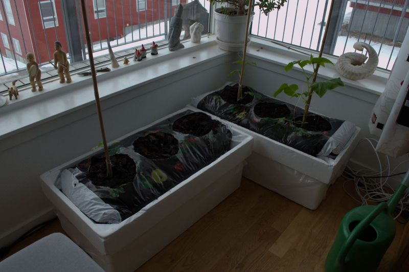 2014-04-04-1507_-_Agurkeplante_Planter