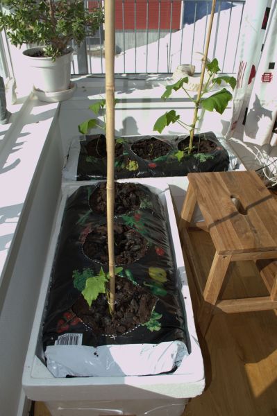 2014-04-06-1324_-_Agurkeplante_Planter