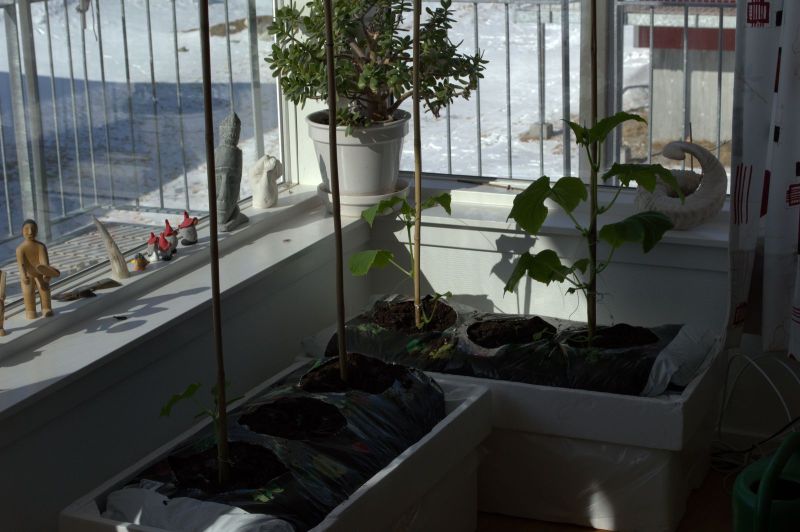 2014-04-08-1121_-_Agurkeplante_Planter_2