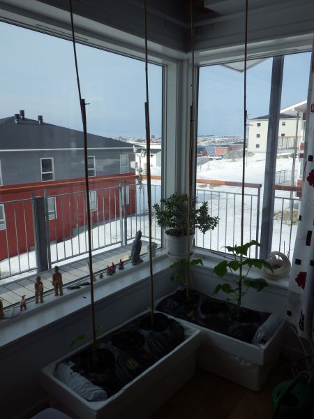 2014-04-09-0924_-_Agurkeplante_Planter