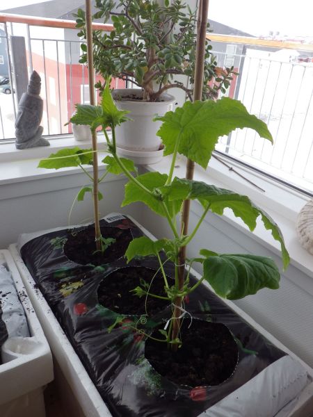 2014-04-09-0925_-_Agurkeplante_Planter