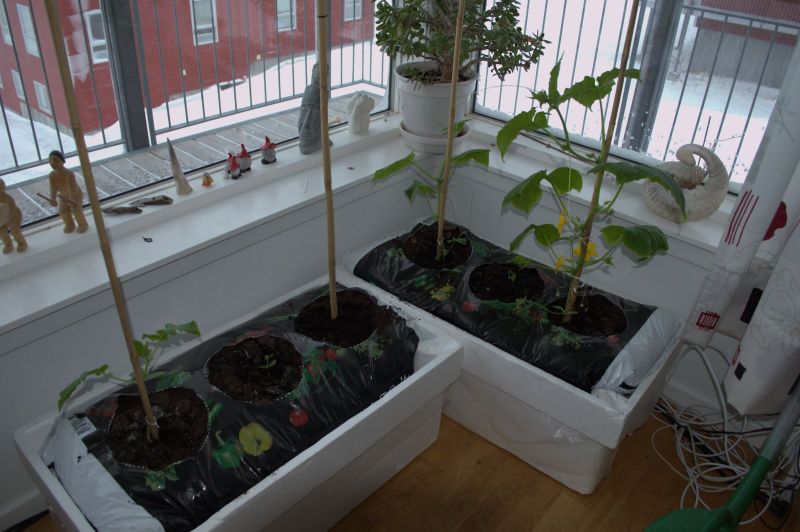 2014-04-11-0843_-_Agurkeplante_Planter