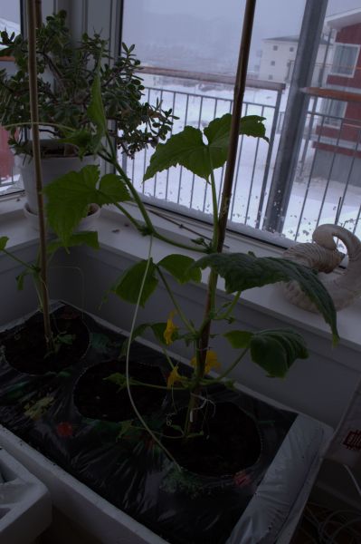 2014-04-11-0843_-_Agurkeplante_Planter_2