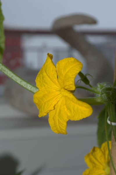 2014-04-11-0843_-_Agurkeplante_Planter_4