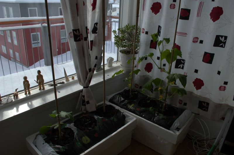 2014-04-13-1616_-_Agurkeplante_Planter