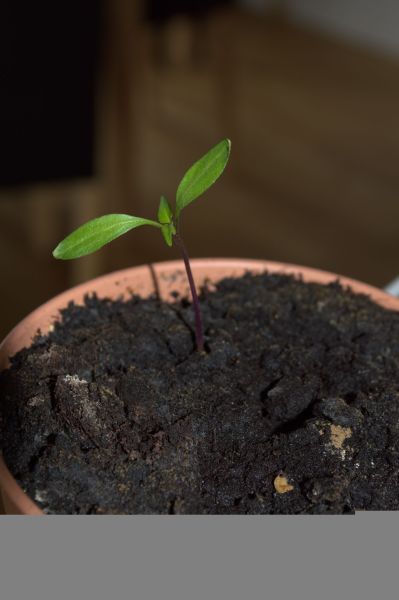 2014-04-13-1617_-_Chili_Planter