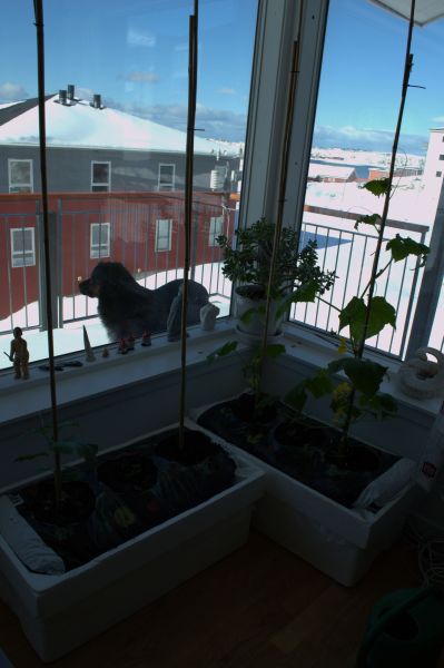 2014-04-15-0954_-_Agurkeplante_Planter