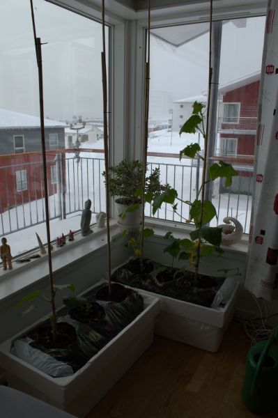 2014-04-17-1625_-_Agurkeplante_Planter