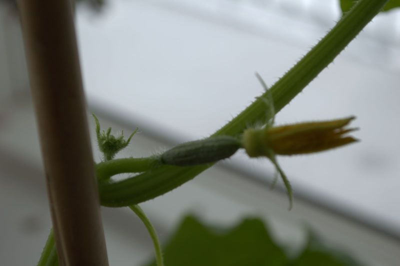 2014-04-17-1626_-_Agurkeplante_Planter