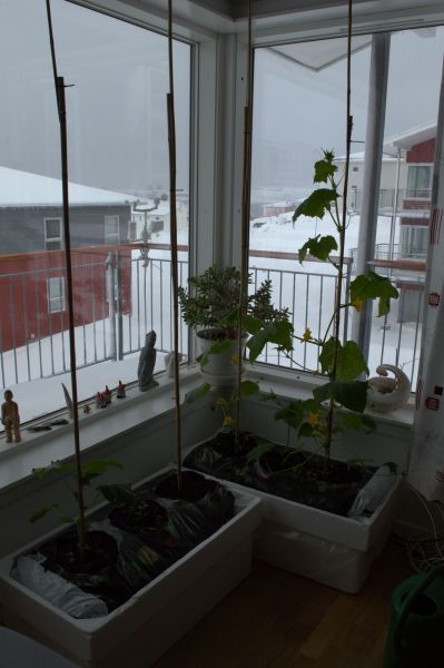 2014-04-18-1248_-_Agurkeplante_Planter
