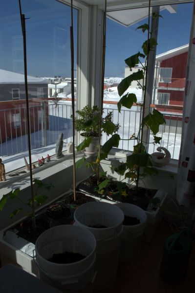 2014-04-21-1150_-_Agurkeplante_Kartofelspande_Planter