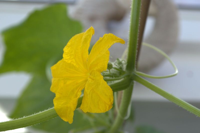 2014-04-21-1150_-_Agurkeplante_Planter