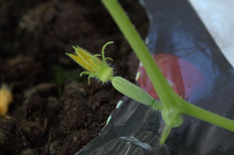 2014-04-21-1151_-_Agurkeplante_Planter