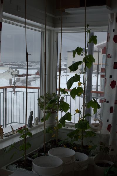 2014-04-23-1552_-_Agurkeplante_Planter