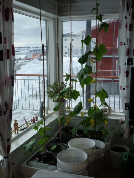 2014-04-24-1558_-_Agurkeplante_Kartofelspande_Planter