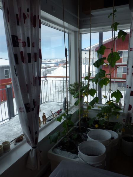 2014-04-25-0918_-_Agurkeplante_Kartofelspande_Planter