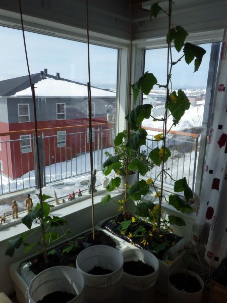 2014-04-26-1108_-_Agurkeplante_Kartofelspande_Planter