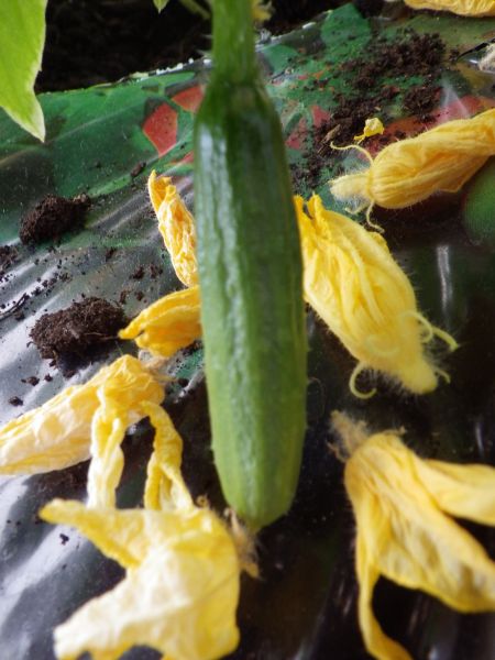 2014-04-27-0853_-_Agurkeplante_Kartoffelspande_Planter