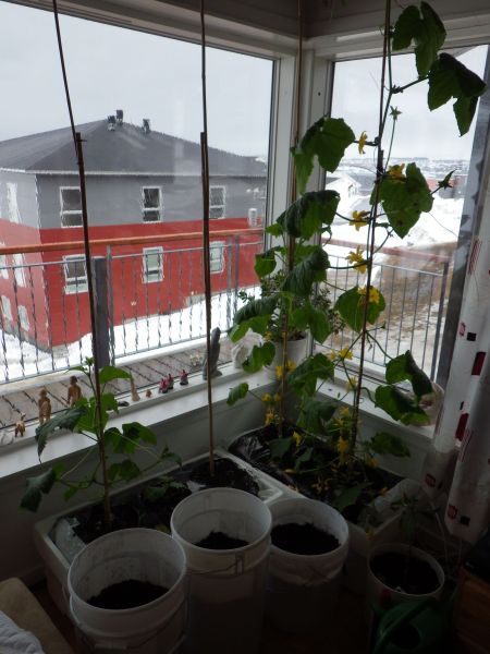 2014-04-27-0854_-_Agurkeplante_Kartoffelspande_Planter
