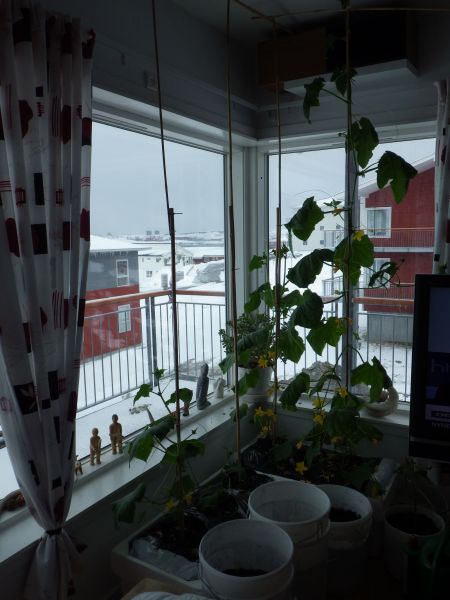 2014-04-28-1548_-_Agurkeplante_Kartoffelspande_Planter