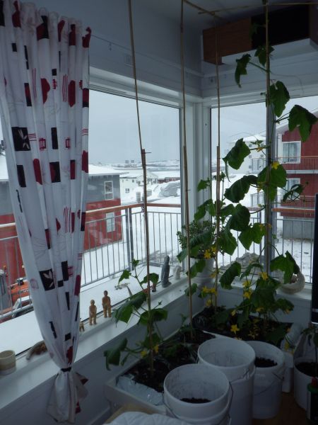 2014-04-28-1548_-_Agurkeplante_Kartoffelspande_Planter_2