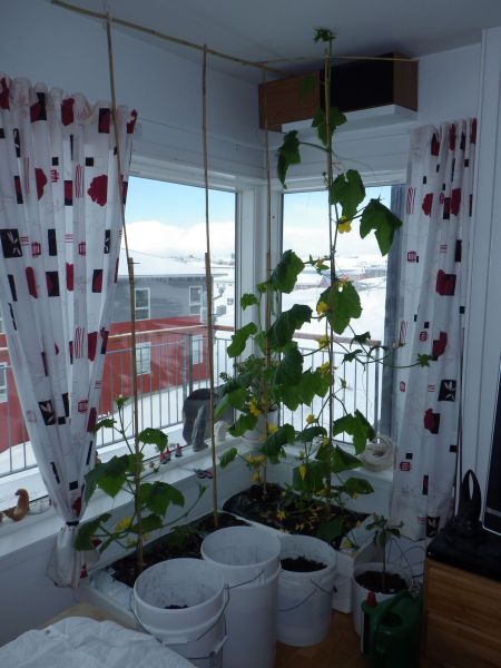 2014-04-29-0822_-_Agurkeplante_Kartofelspande_Planter