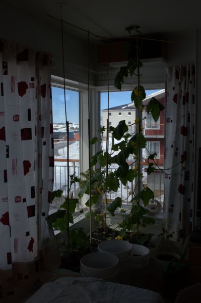 2014-04-30-1207_-_Agurkeplante_Kartofelspande_Planter