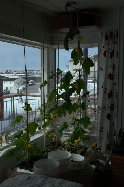 2014-05-01-1257_-_Agurkeplante_Kartofelspande_Planter