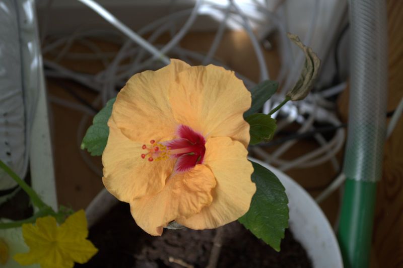2014-05-01-1258_-_Planter