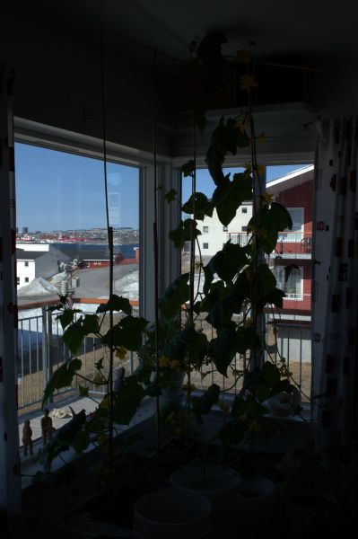 2014-05-05-1035_-_Agurkeplante_Kartofelspande_Planter