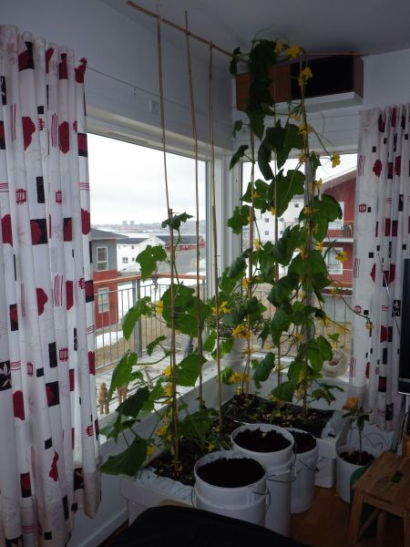 2014-05-08-0904_-_Agurkeplante_Kartofelspande_Planter