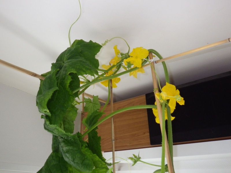 2014-05-08-0905_-_Agurkeplante_Planter