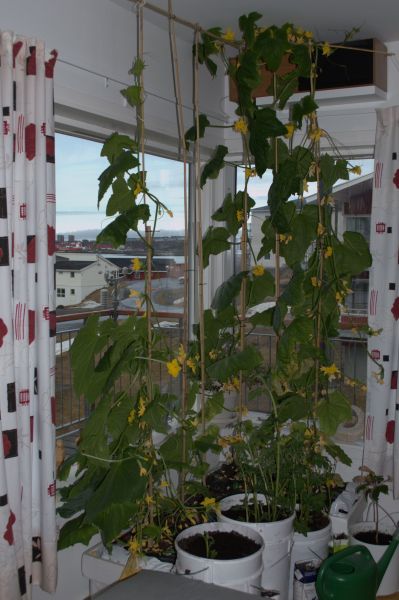 2014-05-21-0820_-_Agurkeplante_Kartofelspande