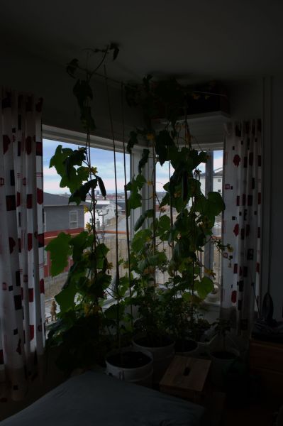 2014-05-27-1130_-_Agurkeplante_Kartofelspande