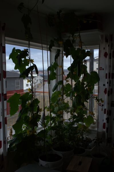 2014-05-27-1130_-_Agurkeplante_Kartofelspande_2
