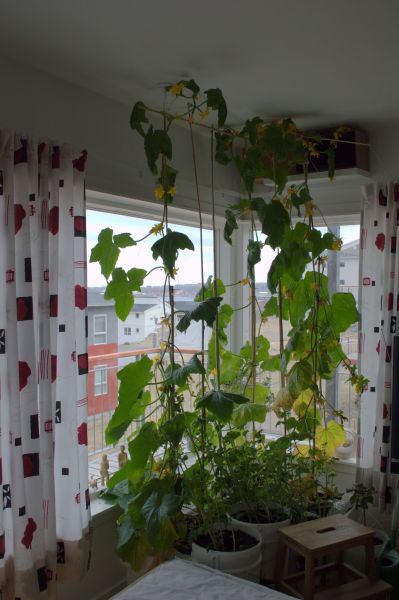 2014-06-03-1202_-_Agurkeplante_Gode_1_Kartofelspande.NEF_